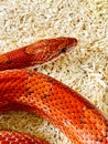 Bloodred corn snake Royalty Free Stock Photo