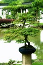 Indoor bonsai tree in a pot