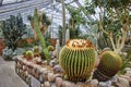 Indoor Cacti and Succulents Garden, Greenhouse Oasis