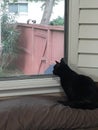 Indoor cat on bed mocks outdoor cat sleeping on top of fence Royalty Free Stock Photo