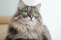 Indoor cat portrait, close-up. Gray fluffy cat with big green eyes lying, resting on sofa and looking away. Royalty Free Stock Photo