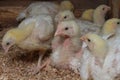 Indoor chicken farm, chicken feeding, and molting of young chicken Royalty Free Stock Photo