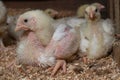 Indoor chicken farm, chicken feeding, and molting of young chicken Royalty Free Stock Photo