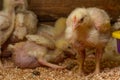 Indoor chicken farm, chicken feeding, and molting of young chicken