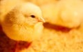 Indoor chicken farm, chicken feeding, broiler chicken feeding Royalty Free Stock Photo