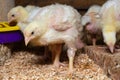 Indoor chicken farm, chicken feeding, broiler chicken feeding Royalty Free Stock Photo