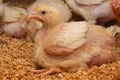 Indoor chicken farm, chicken feeding, broiler chicken feeding Royalty Free Stock Photo