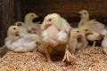 Indoor chicken farm, chicken feeding, broiler chicken feeding Royalty Free Stock Photo