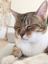 Indoor closed eyes sleeping relax domestic cat at home