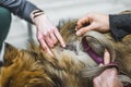 Indoor closeup portrait of hormonal boldness on the skin of mixed-breed dog. Two unrecognizable caucasian people