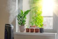 Indoor decorative and deciduous plants on the windowsill in an apartment with a steam humidifier, against the background outside Royalty Free Stock Photo