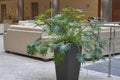Indoor decorative plant