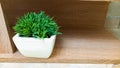 Indoor decorative potted grass closeup wooden shelf artificial decor idea