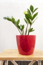 Indoor decorative zamioculca plant with new shoots in a red pot Royalty Free Stock Photo