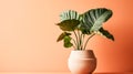 Indoor elegance with Calathea plant in a clay pot. Royalty Free Stock Photo