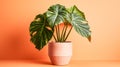 Indoor elegance with Calathea plant in a clay pot. Royalty Free Stock Photo