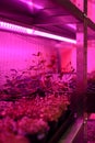 Indoor farm for growing microgreens. Sprouting vegetable plants from seeds in containers on shelves in artificial light