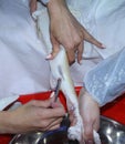 At an indoor fishery: female workers hands extracting sturgeon caviar from an adult fish with extractor