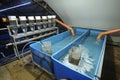 indoor fishery: flasks Weiss apparatuses - and tanks set for incubation of sturgeon roe, caviar inside