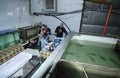 Indoor fishery: workers preparing workplace for extracting sturgeon caviar from fish