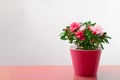 Indoor flower Azalea in a vase on a table indoors