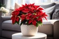 Indoor flower Christmas Star, Poinsettia in a pot in the interior decor of the house Royalty Free Stock Photo