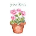 Indoor flower garden watercolor illustration. Hand-painted geraniums plant in a pot