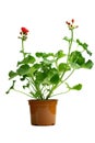 Indoor flower geranium pelargonium in a pot bloomed with red flowers on a white background Royalty Free Stock Photo