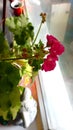 Indoor flower geranium, pink bloom. Photo color