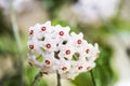 Indoor flower Hoya or Wax ivy Royalty Free Stock Photo