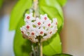 Indoor flower Hoya or Wax ivy Royalty Free Stock Photo