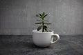 Indoor flower money tree or crassula, jade tree in the original pot in the form of a circle. Symbol of growth, financial Royalty Free Stock Photo