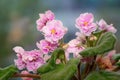 Indoor flower - pink saintpaulia in blossom over natural background