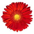 Indoor flower red-yellow Gerbera isolated on white background. Close-up. Macro. Royalty Free Stock Photo