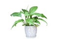 Indoor flower Spathiphyllum in ceramic pot isolated on white background Royalty Free Stock Photo