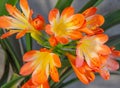 Indoor flower valotte bright orange, potted plants, bulbous flowers