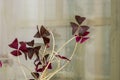 Indoor flower violet oxalis - oxalis triangularis. Butterfly-shaped leaves. Selective focus Royalty Free Stock Photo