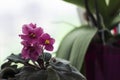 Indoor flower violet - purple flower of violet with yellow stamens close up, white background