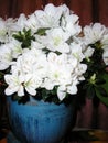 Indoor flower white azalea in a pot Royalty Free Stock Photo