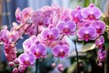 Indoor flowering plant pink orchid phalaenopsis