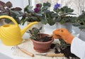 Indoor flowers replanting. Female hand, flowerpots, plant sprout, soil pile, rake and shovel on windowsill. Potted flowers care Royalty Free Stock Photo