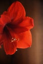 Close up of red amaryllis bloom against a dark background.