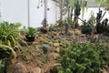 Indoor garden that fill in various type of cactis plants