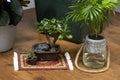 Indoor garden - mini bonsai Royalty Free Stock Photo