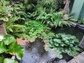 Indoor Garden Pond Water lily or lotus flowers in the garden pond with rain Royalty Free Stock Photo