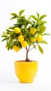 indoor gardening with this delightful pot featuring a baby lemon tree isolated against a crisp white background. Royalty Free Stock Photo