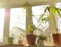 Indoor Gardening Houseplants Sunny Window Ledge