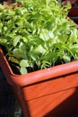 Indoor gardening-lettuce seedlings.