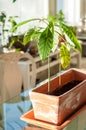 Indoor gardening and planting avocado from a seed and watching h