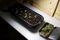 Indoor gardening seedlings and seedpods under light